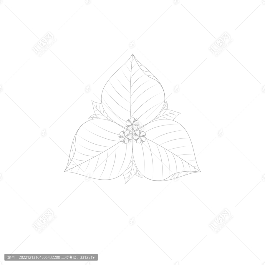 三角梅裝飾花紋
