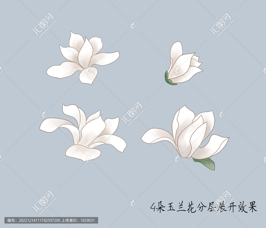手繪玉蘭花