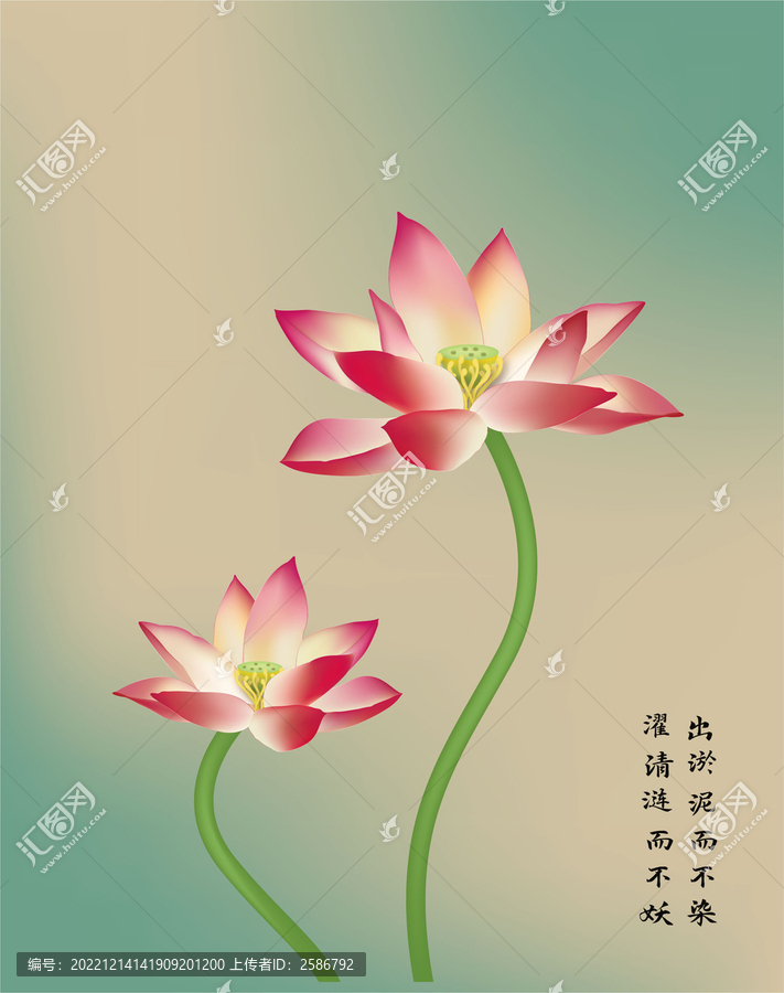 蓮花荷花