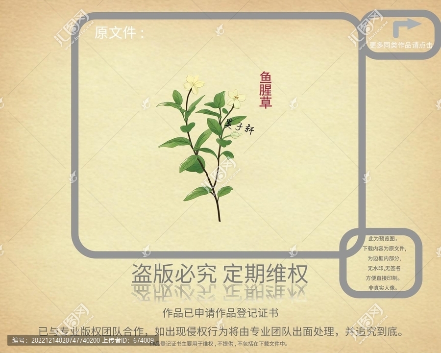 魚腥草