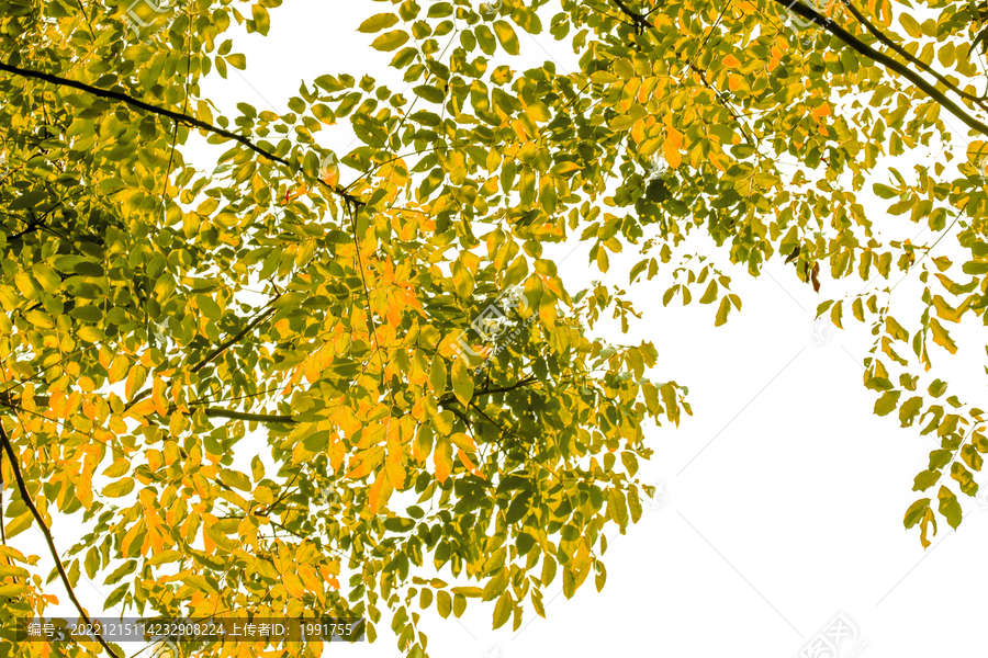 天空黄色树叶树林