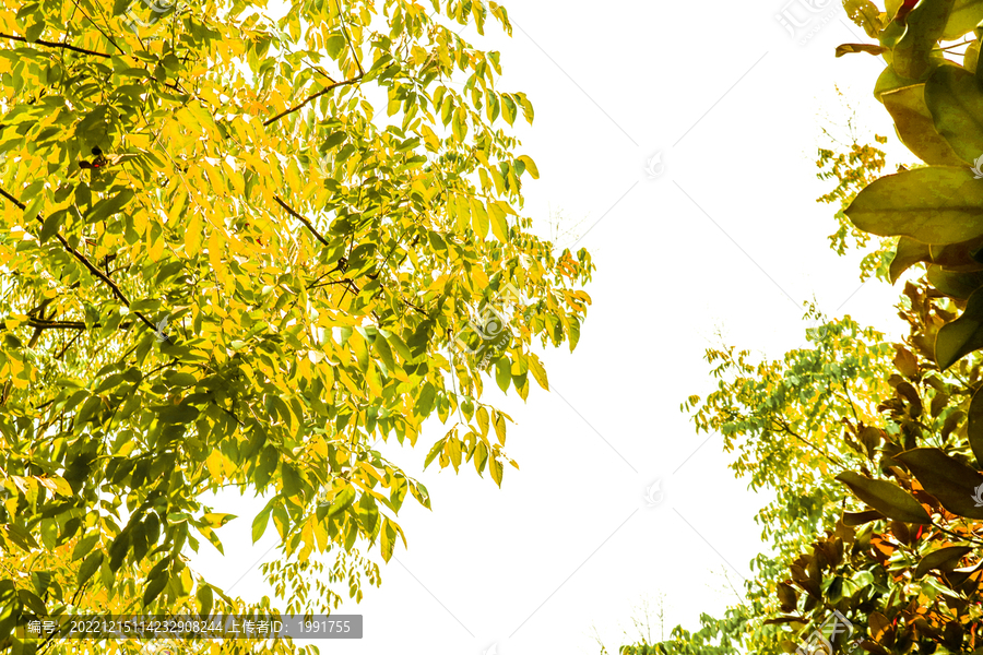 金黄色树叶树林树叶