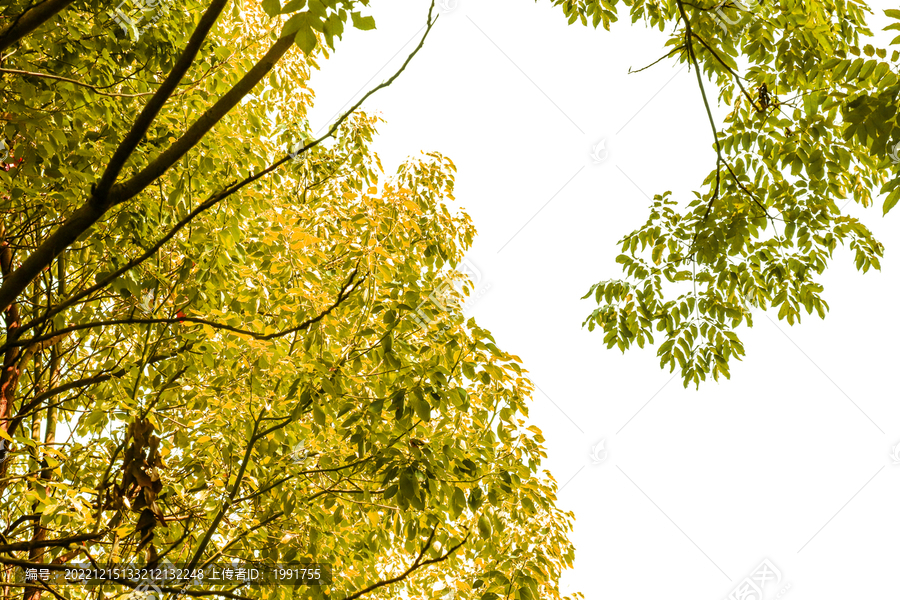 秋韵金色的树林树叶