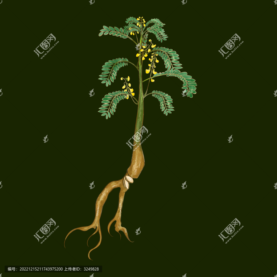 黃芪