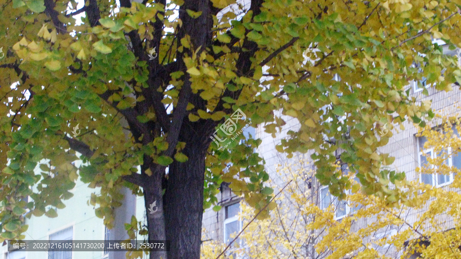 秋天街头银杏树