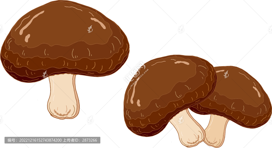 香菇插畫