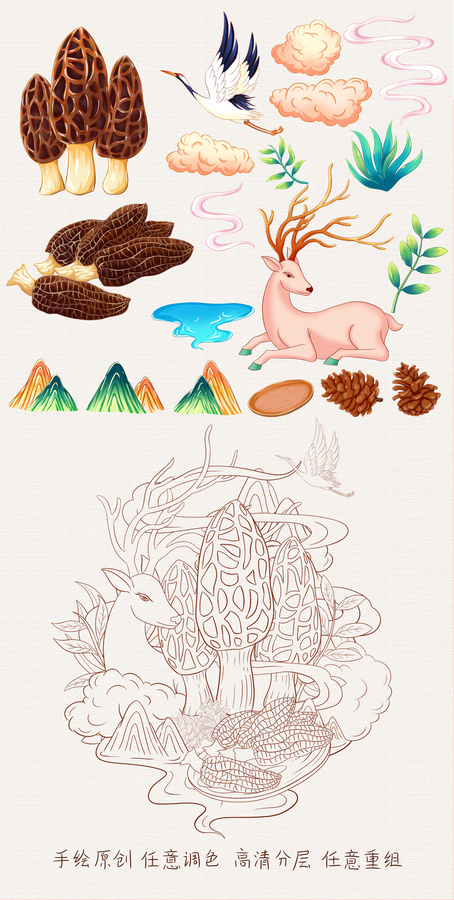 羊肚菌手繪插畫