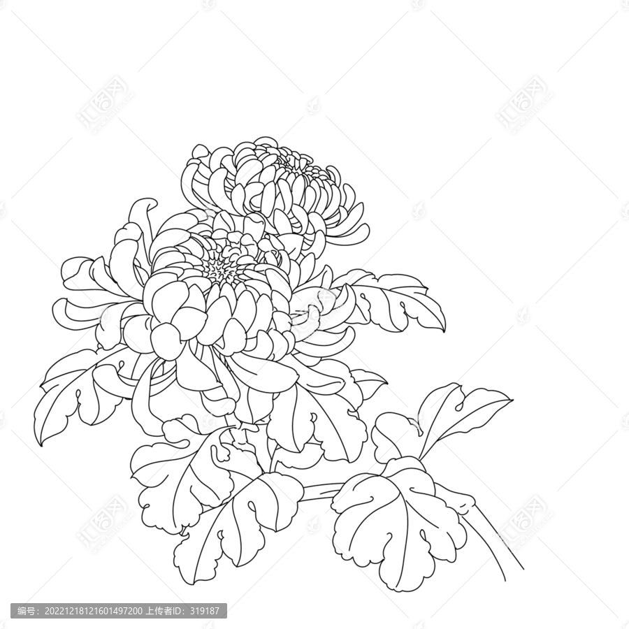 菊花白描