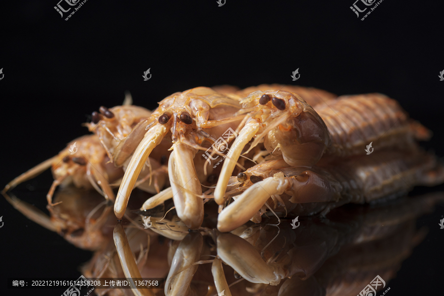 皮皮虾濑尿虾