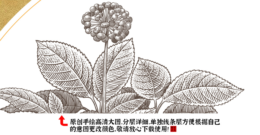 人參方形裝飾