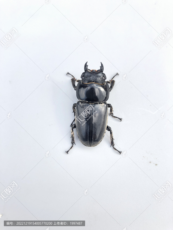 昆虫锹甲标本特写
