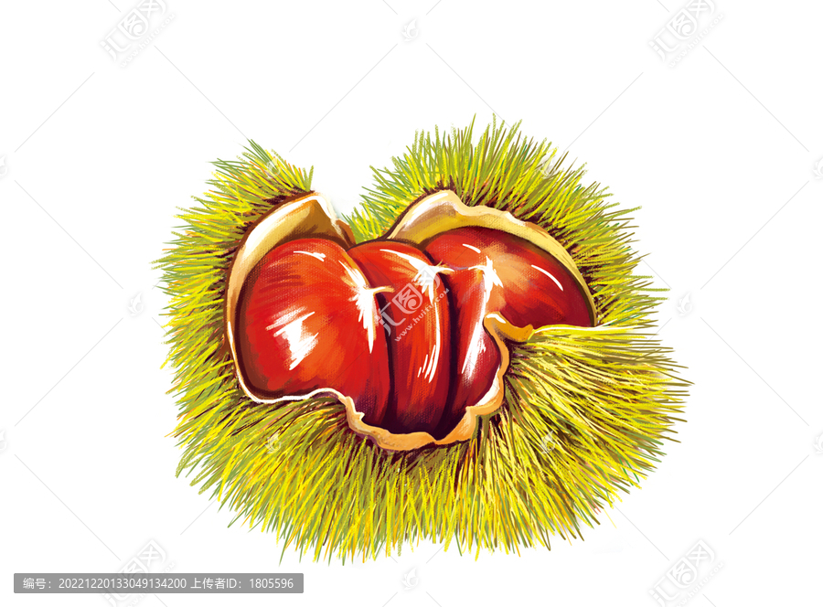 板栗插畫