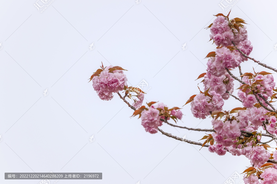 高调粉红色重瓣樱花图片