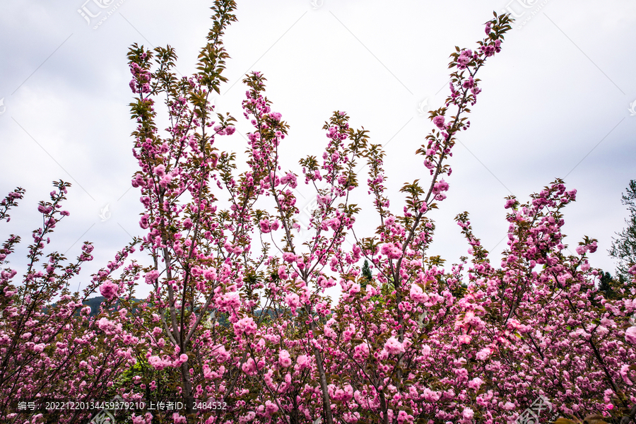 樱花沟的满山樱花