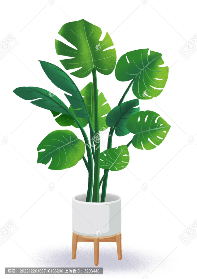 龜背竹