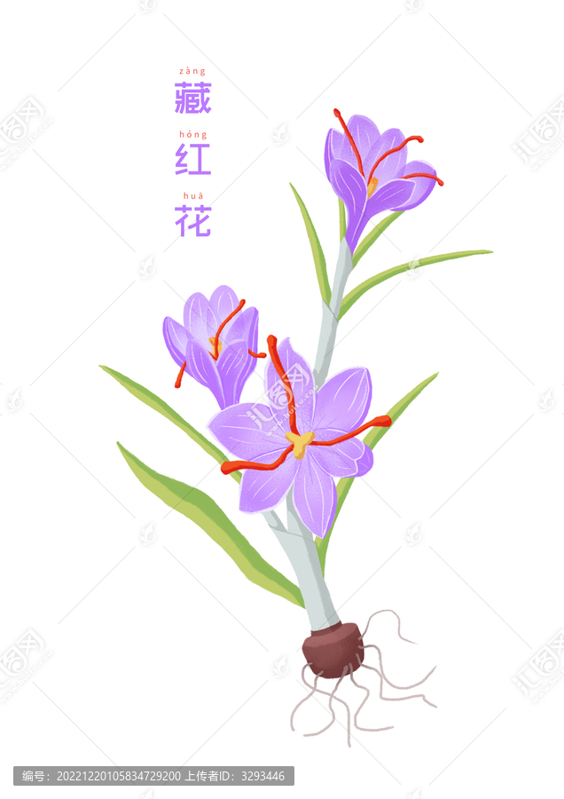 藏紅花