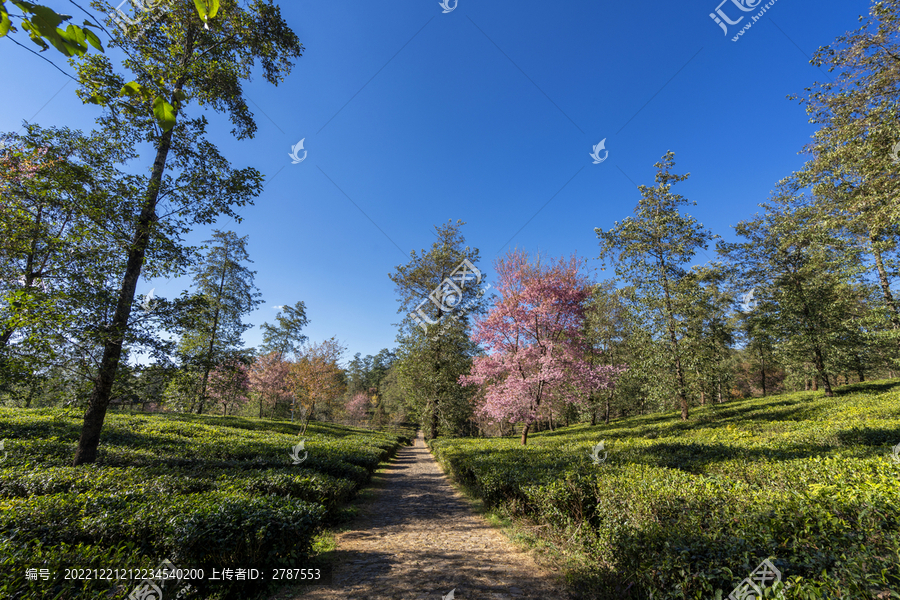 高黎贡山茶园