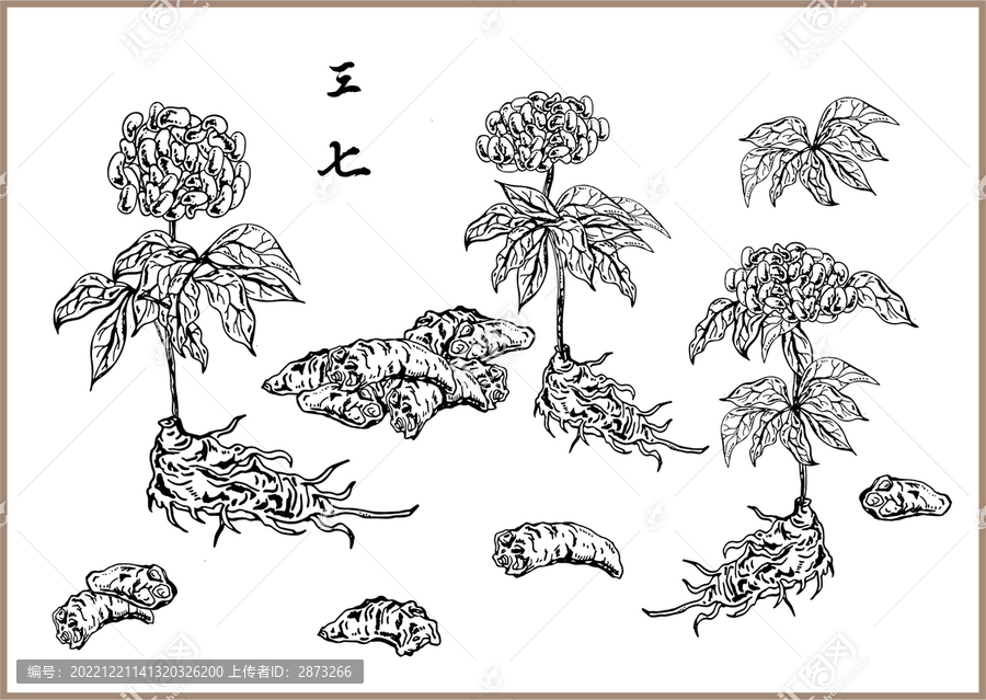 三七手繪矢量圖