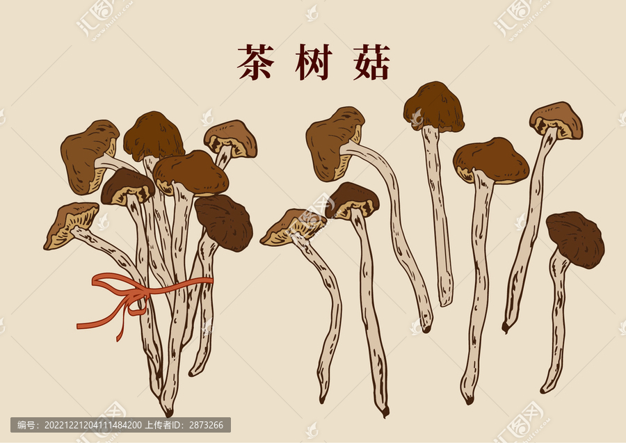 茶樹菇插畫