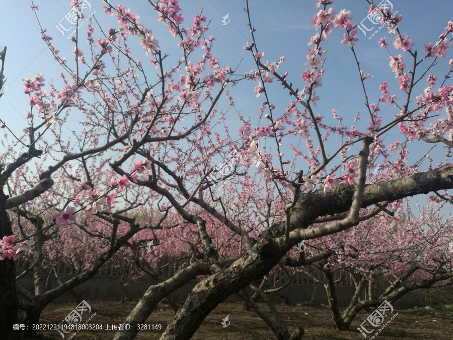 粉红桃花林花儿向阳开