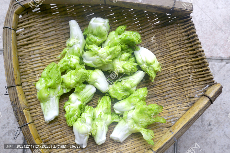 四川特产蔬菜儿菜