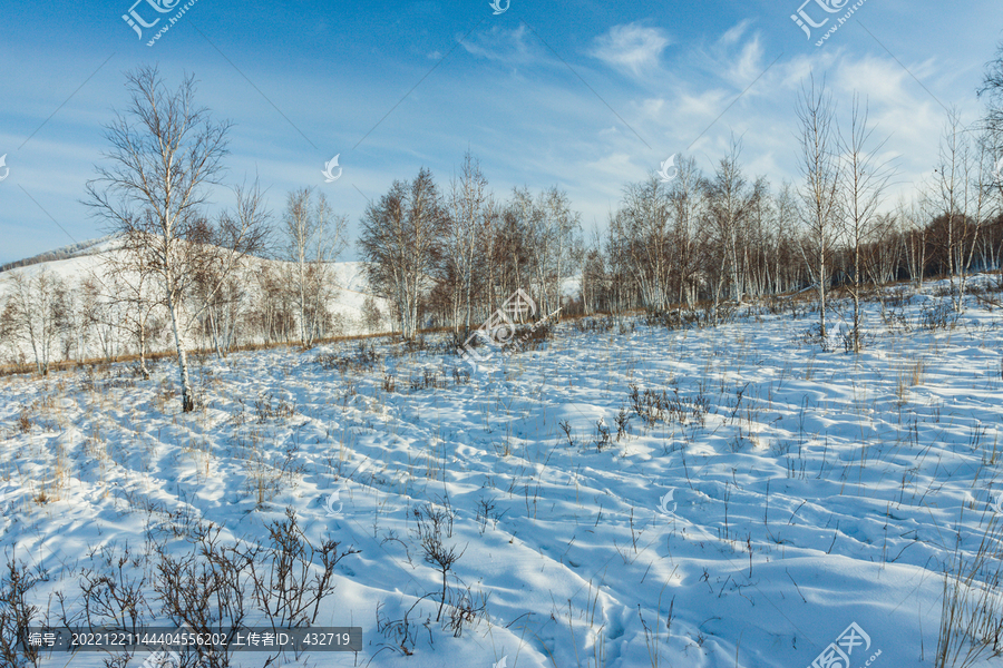 冬季雪原山坡白桦林