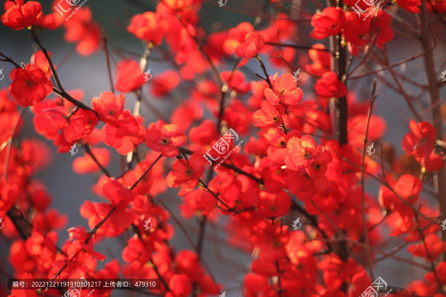 红梅梅花