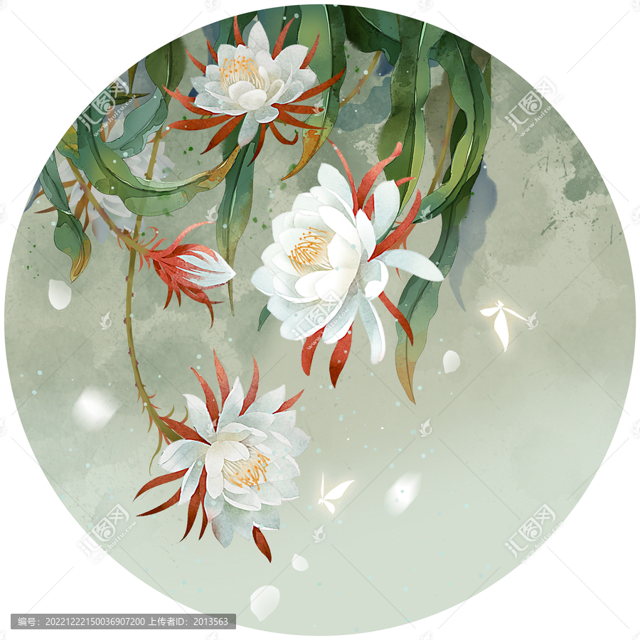 曇花插畫