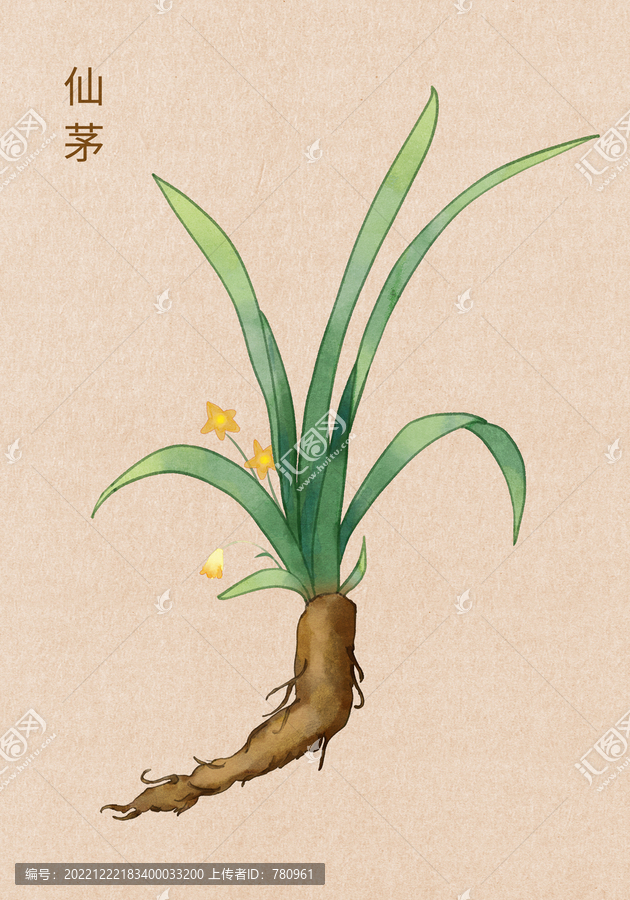 手繪仙茅