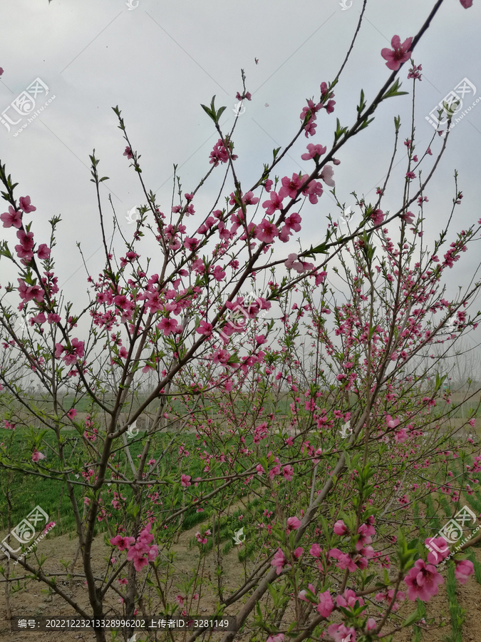 田野粉桃花花开正旺