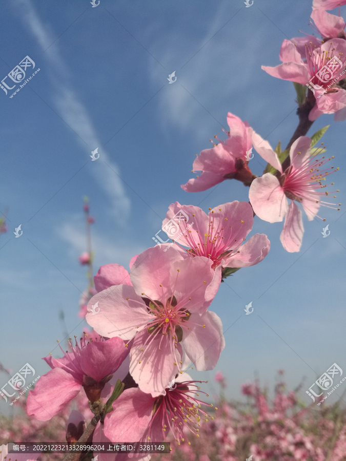 粉桃花一枝独盛开