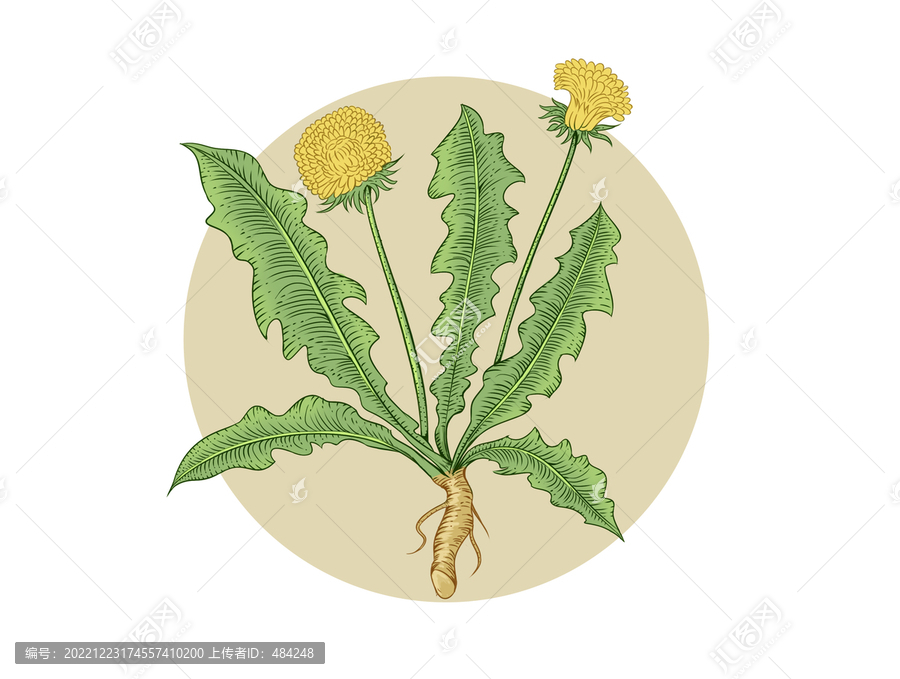 蒲公英插畫