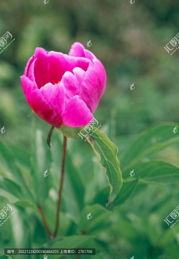 芍藥花