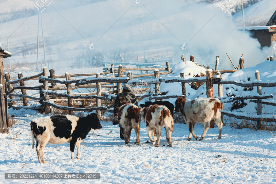 冬季乡村民居牛群