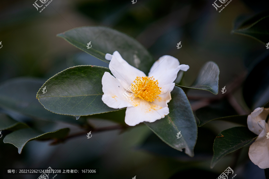 油茶花