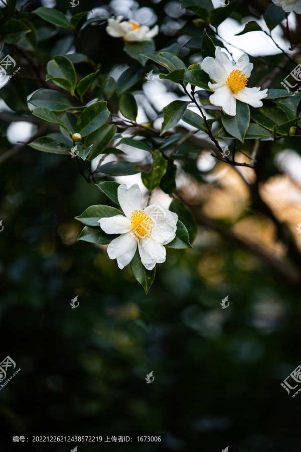 油茶花