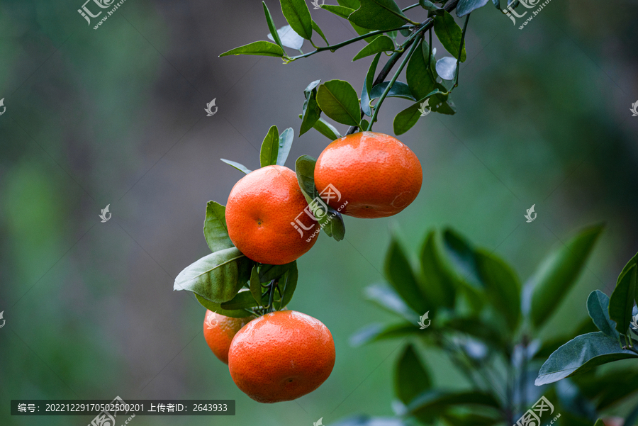 成熟的柑橘