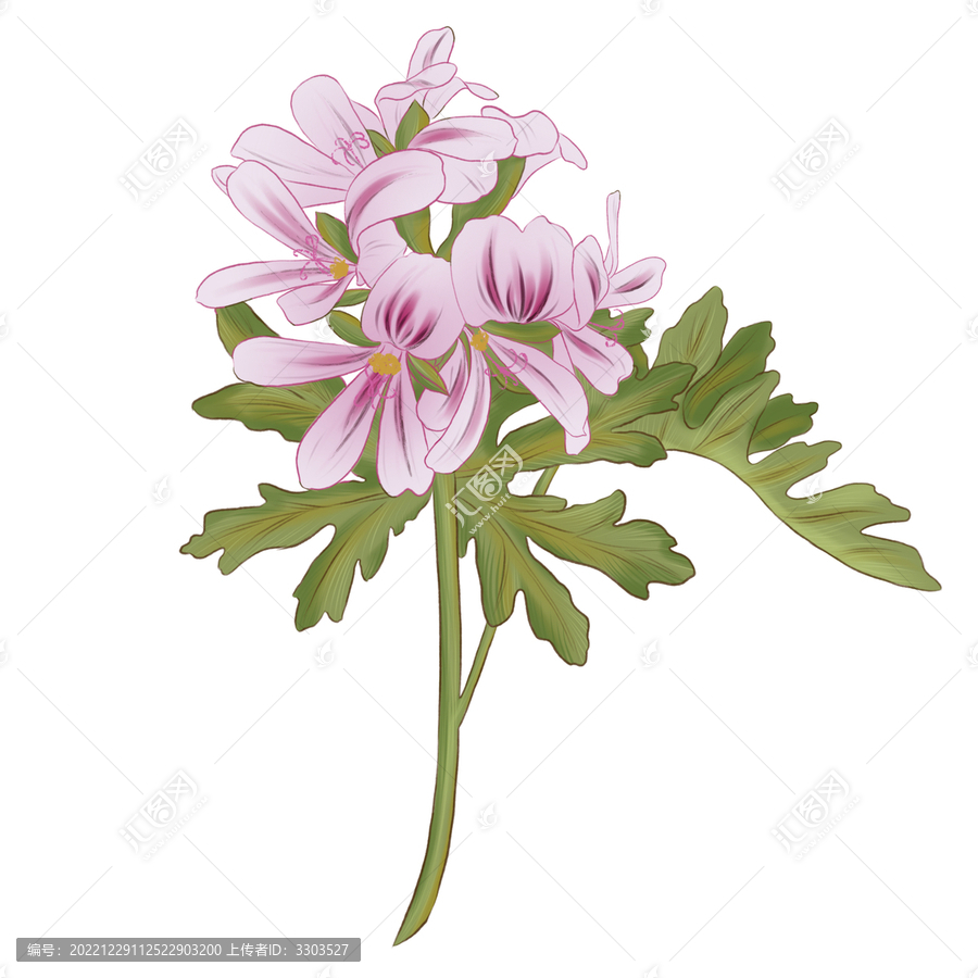 玫瑰天竺葵花