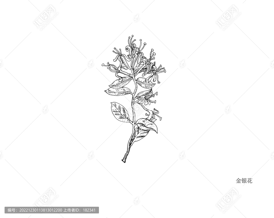手繪金銀花線稿