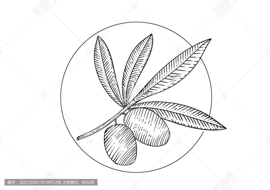 橄欖線稿