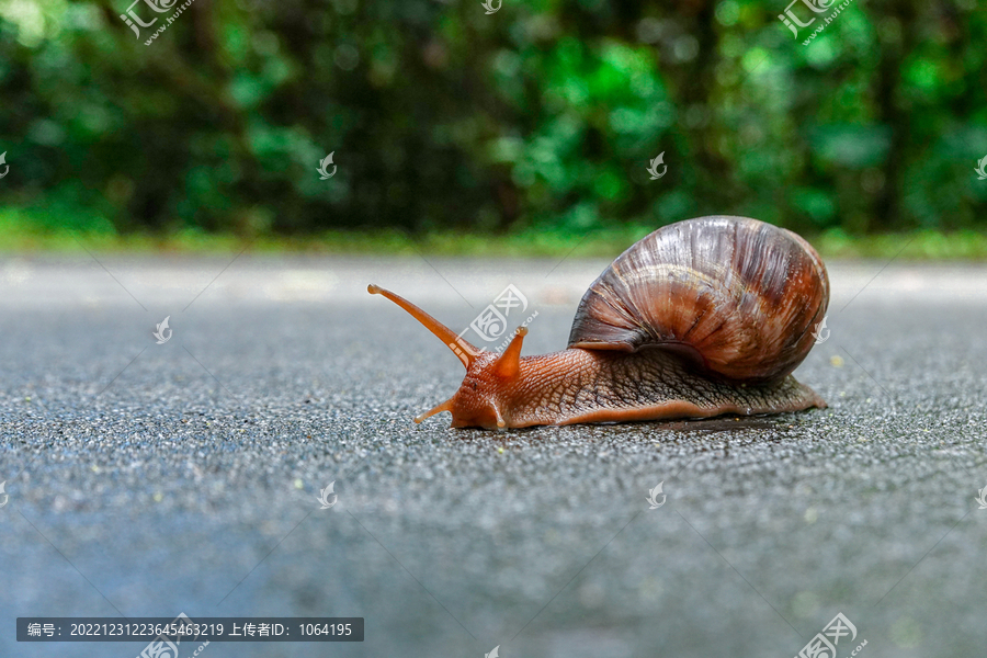路上的蜗牛