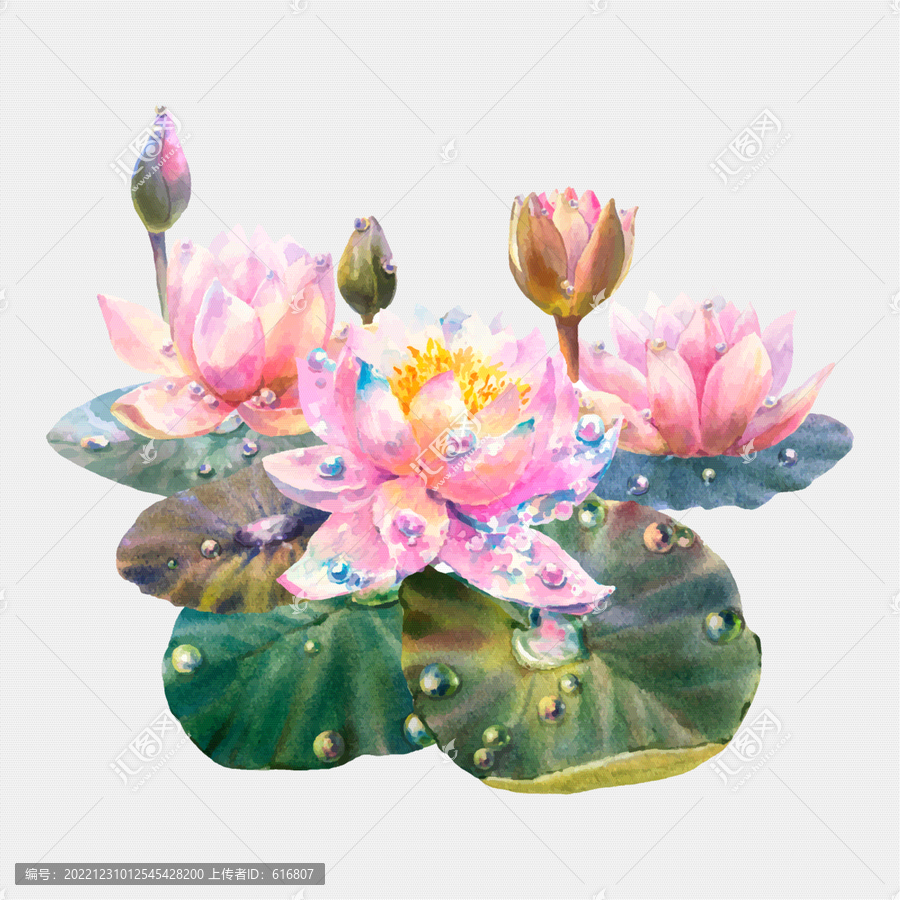 水彩荷花