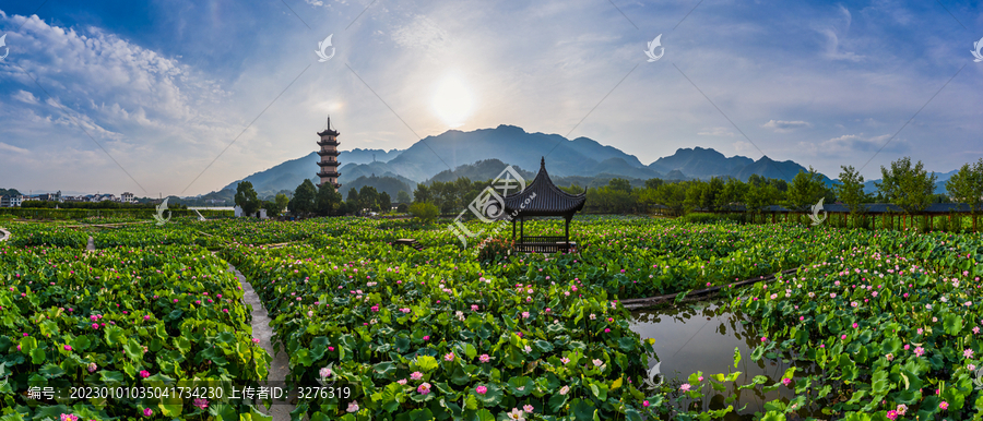 武义十里荷花景区夏季风光全景