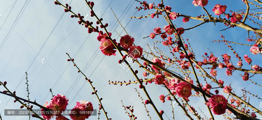 红梅花