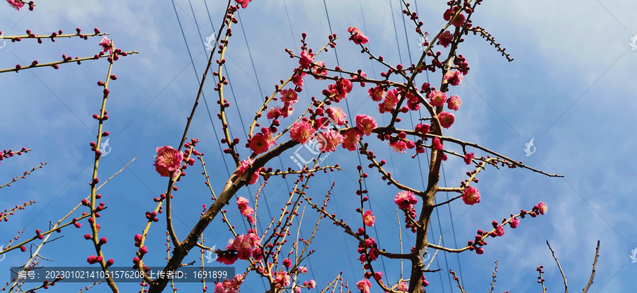 红梅花