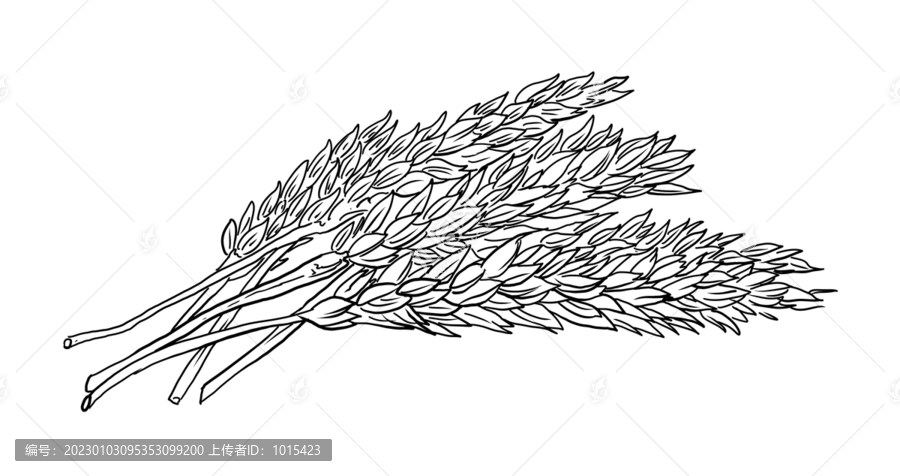 小麥