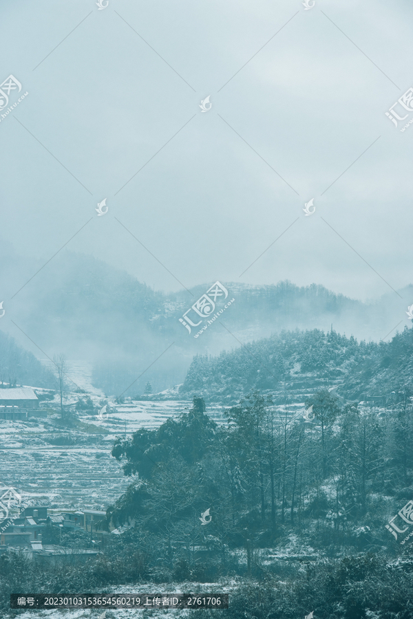 冬季的晴隆杉樹坡
