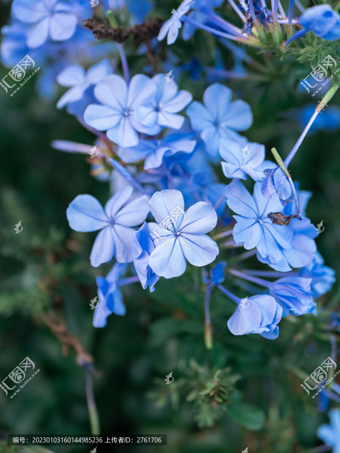 藍雪花