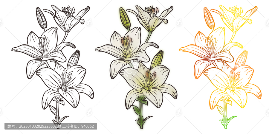 手繪矢量百合花