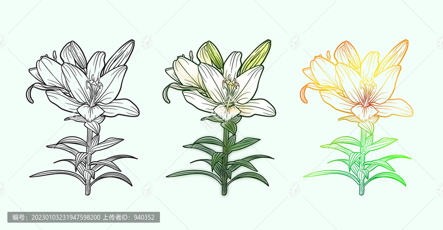 手繪矢量百合